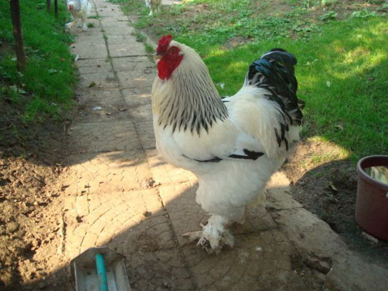 גזע עוף ברהמה האכלת גזע תרנגולות ברהמה