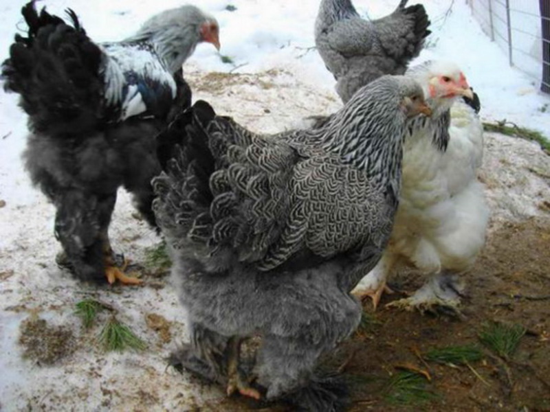 מה אוכל תרנגולת ברהמה? גידול תרנגולות ברהמה