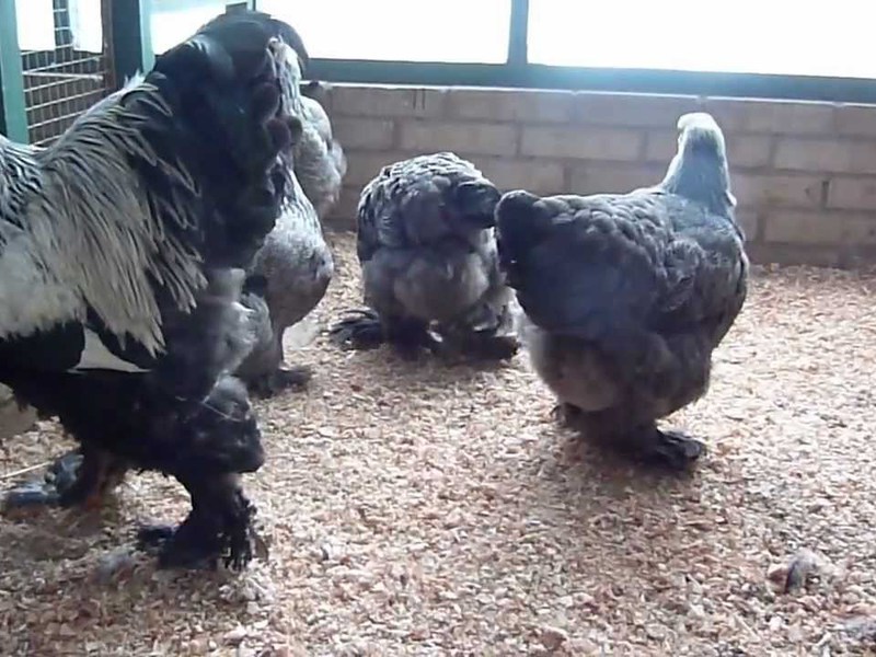 האכלת תרנגולות ברהמה איך להאכיל תרנגולות בבית