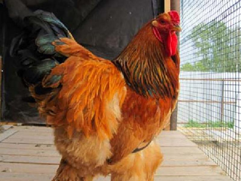 איך נראית תרנגולת ברהמה? מראה תרנגולות ברהמה