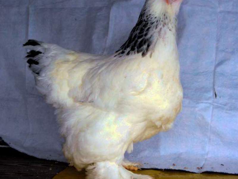 תרנגולות ברהמה מאפייני גזע ברהמה