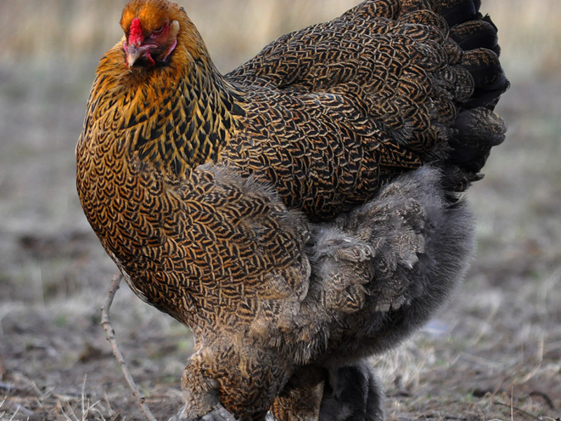 עוף ברהמה איך להאכיל תרנגולות ברהמה