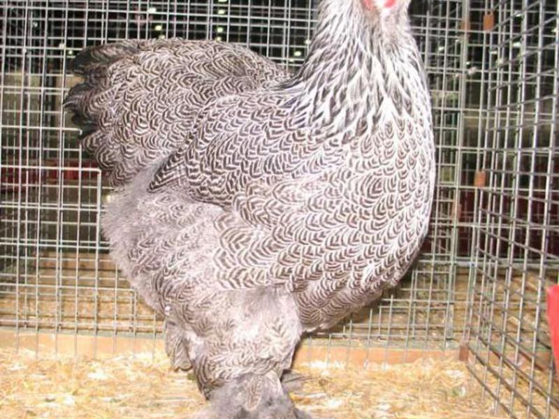 השער בהיר סבטליה ברמה