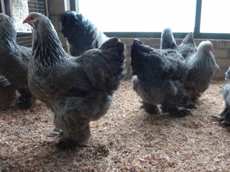 מה להאכיל תרנגולות ברהמה גידול תרנגולות ברהמה