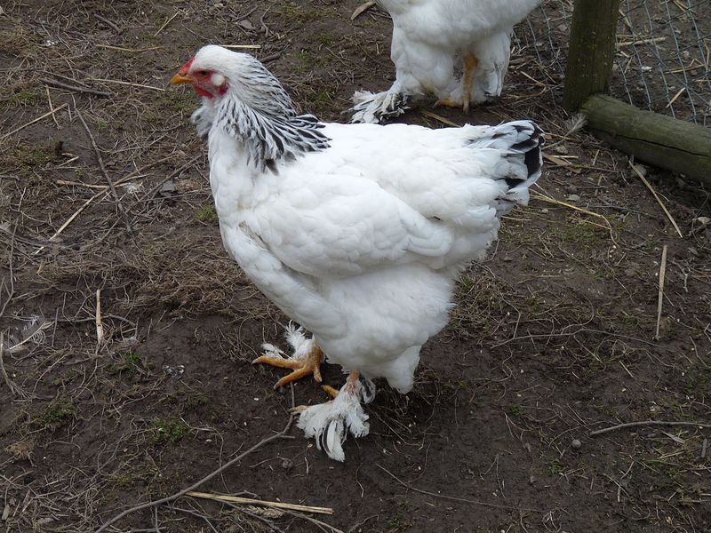 השער בהיר תיאור גזע התרנגולות