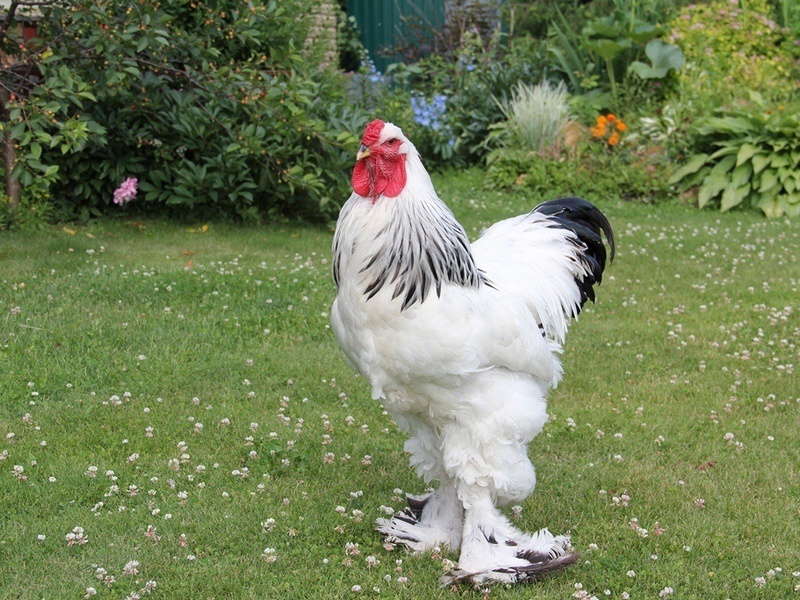 תיאור של עוף ברהמה סבטליה ברמה