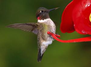 גודל ומשקל ציפור הקליברי מה אוכלים הקליפורניים?