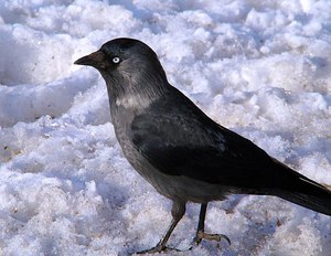 בית הגידול של הקאק איפה אפשר לפגוש עורב?