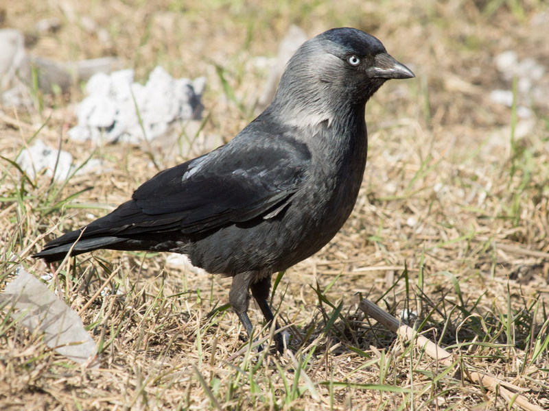 ציפור עורב היכן חי הקאקדאו?