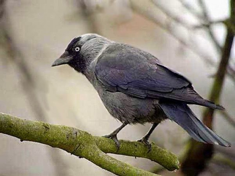 איפה אני יכול לראות את סימן הביקורת? עורב שחור