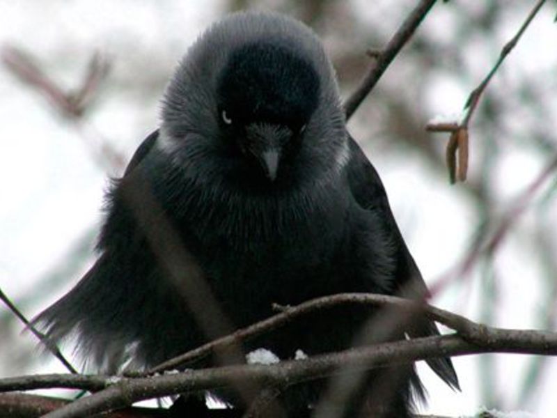 עורב בחורף היכן החורף הקאק?