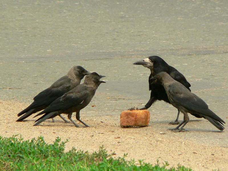מה אוכל עורב? בית גידול של עורבים