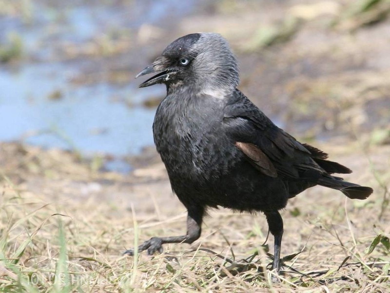 עורב שחור מראה של עורב