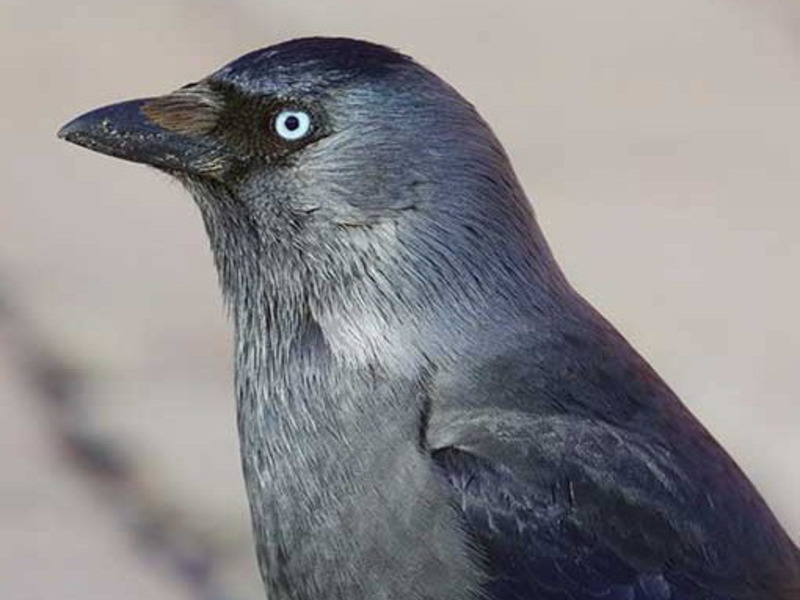 מראה של עורב תיאור הקאק