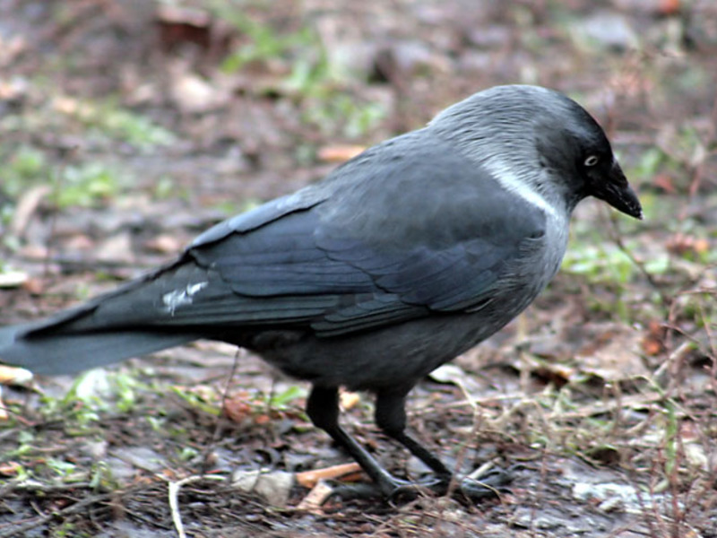 האם ניתן להחזיק עורב בשבי? עורב בשבי