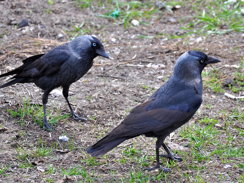 תוחלת חיים של עורב כמה זמן חי עורב?