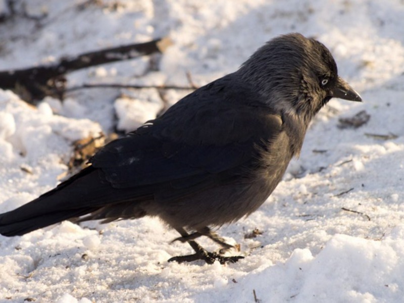 מראהו של עורב הקאק הוא ציפור נפוצה