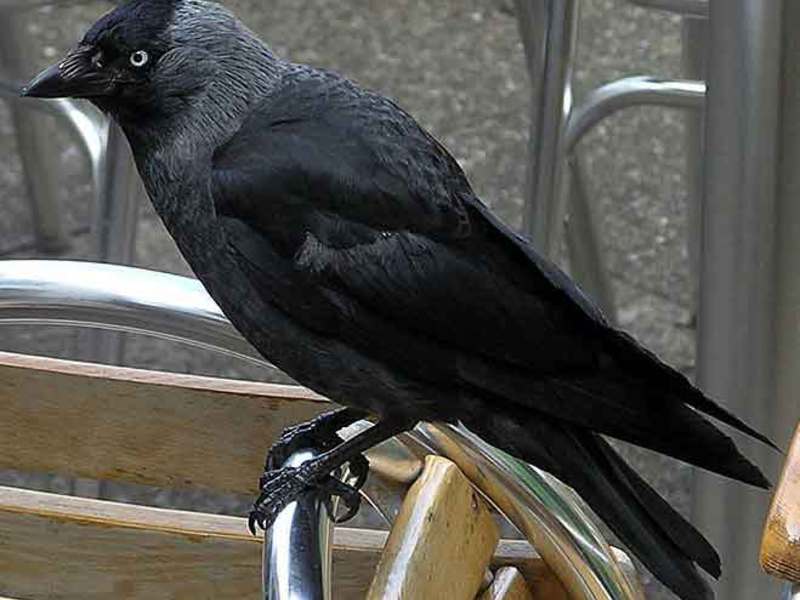 צביעת הקאק אילו סוגי עורבים קיימים?