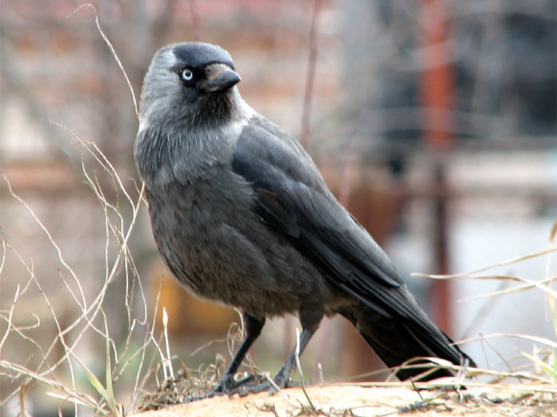 איך נראה הקאק העירוני? מה אוכל עורב?