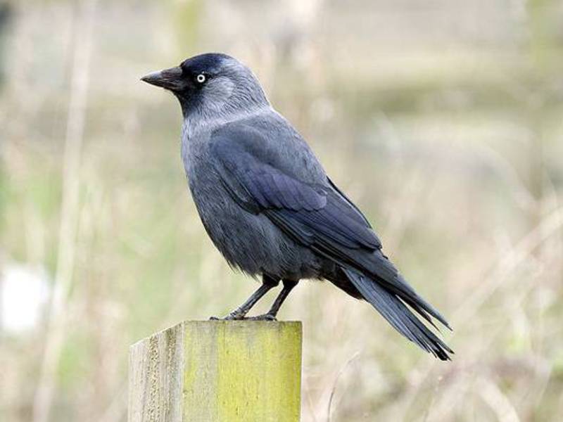 תיאור ציפור הקאקדאו הקאק הוא ציפור נפוצה