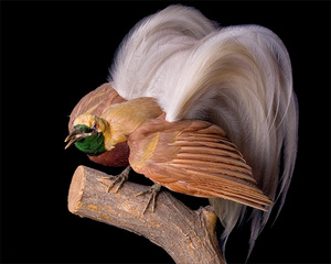 ציפורי גן עדן: בני משפחה עיקריים, מאפיינים ותמונות