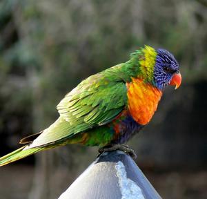 סוגי ציפורי גן עדן