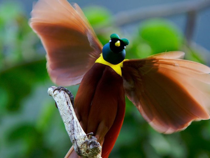 ציפורים יפות