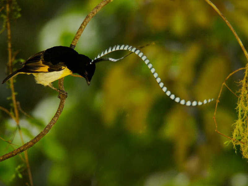 תיאור של ציפורי גן עדן