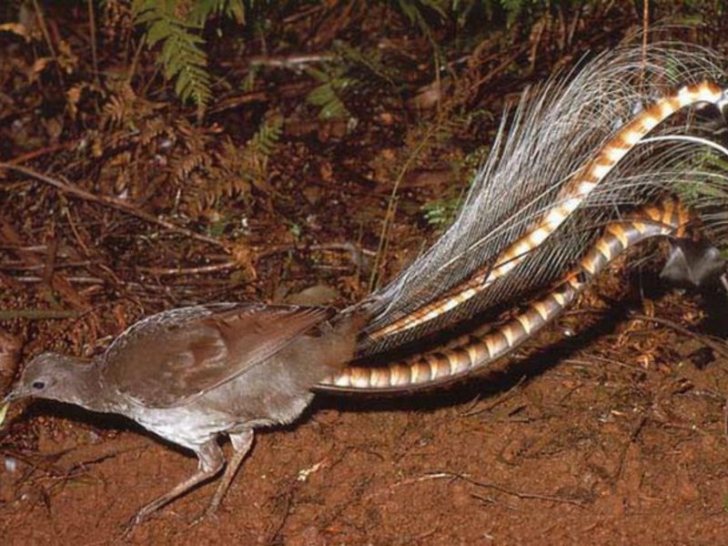 איך נראית ציפור גן עדן?