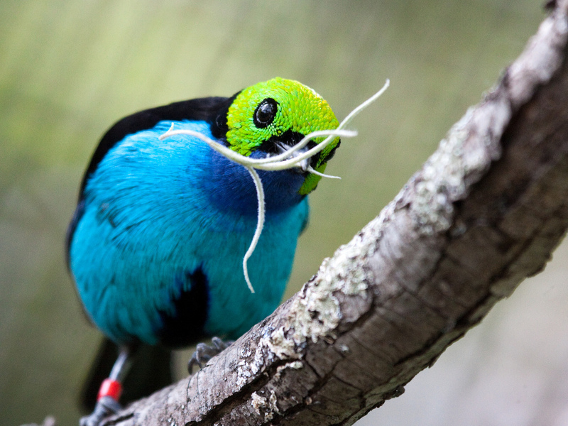שם ציפור גן העדן