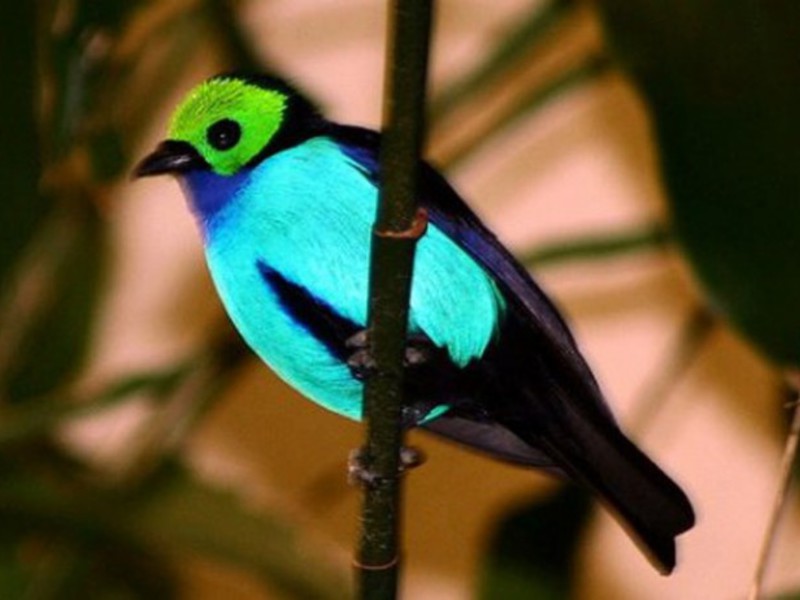 צביעת ציפור גן עדן