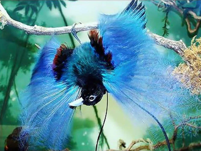 סוגי ציפורי גן עדן