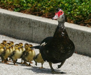רבייה של ברווזי מוסקובי כיצד מגדלים ברווזי מוסקובי