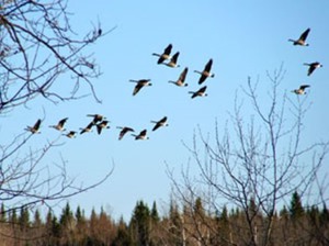 אילו ציפורים מגיעות ראשונות באביב?
