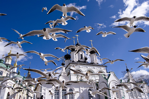 סדר הגעת הציפורים באביב מהו סדר ההגעה של הציפורים?