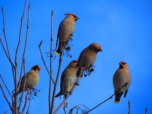 נדידת ציפורים באביב