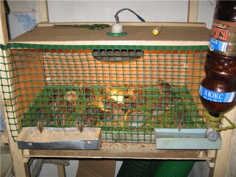 איך אני יכול להרכיב כלוב?