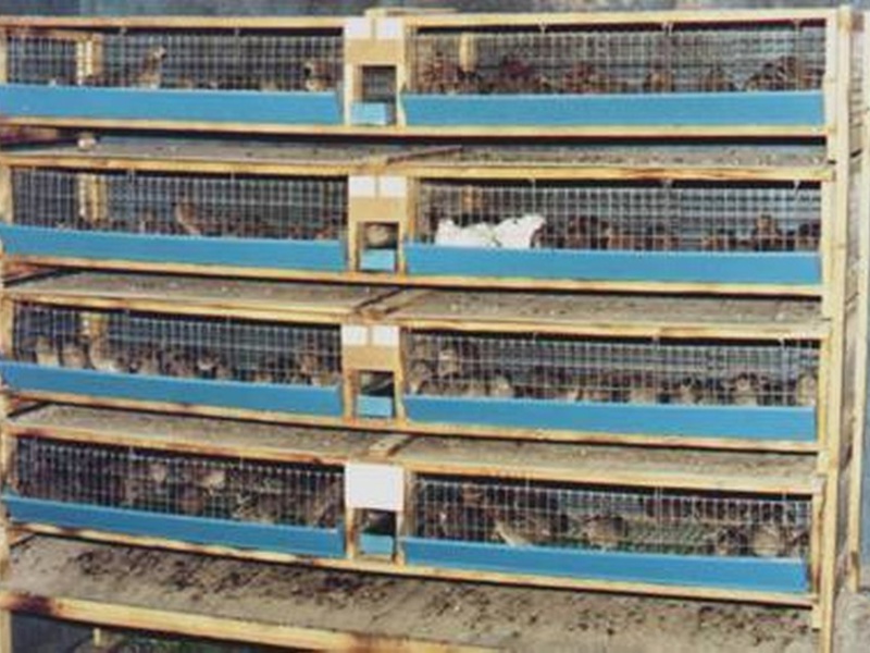 אילו חומרים כדאי לי להשתמש כדי להרכיב את הכלוב?