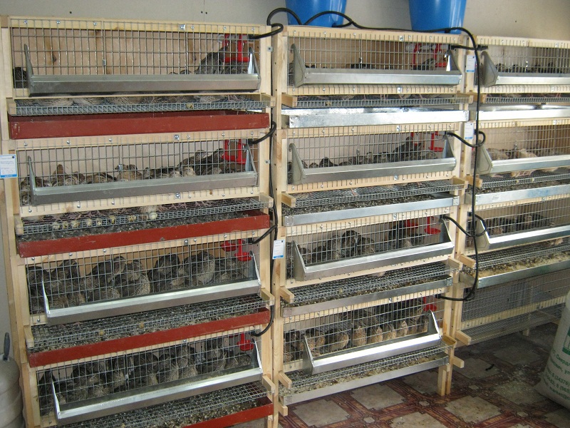 כלוב תוצרת בית לשליו