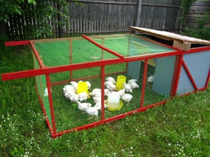 איך ומה להאכיל תרנגולות תנאים לגידול תרנגולות