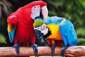 ארות הן ציפורים גדולות ואינטליגנטיות.