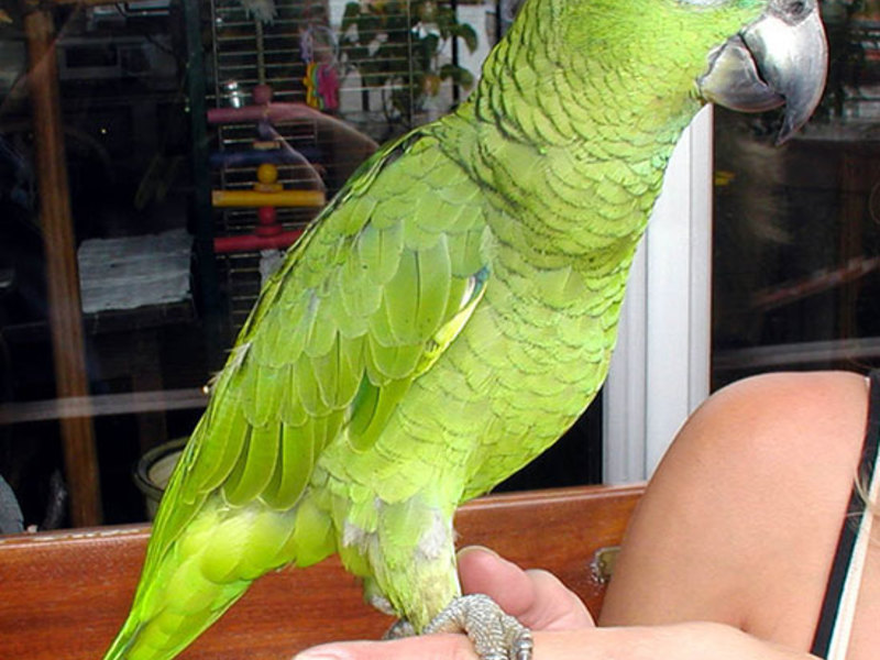 תוכי אמזונס בבית