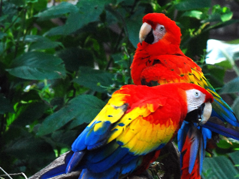 תוכי מקאו הוא מין גדול של תוכי.