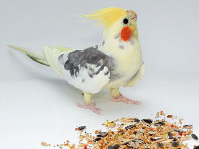 הקוקטייל הוא ציפור קטנה.