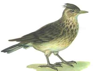 ציפור עפרונית