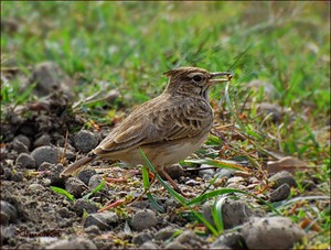 כיצד העפרוני מתרבה?