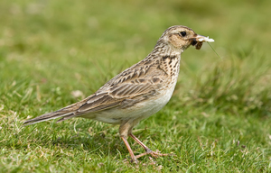 תיאור של ציפור העפרונית
