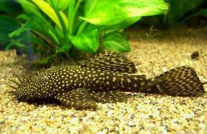 איך לטפל בשפמנון