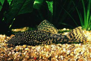 שפמנון אנציסטרוס