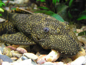 דג שפמנון אקווריום Ancistrus